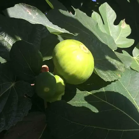 Σπίτι διακοπών Good Sucess - Bom Sucesso