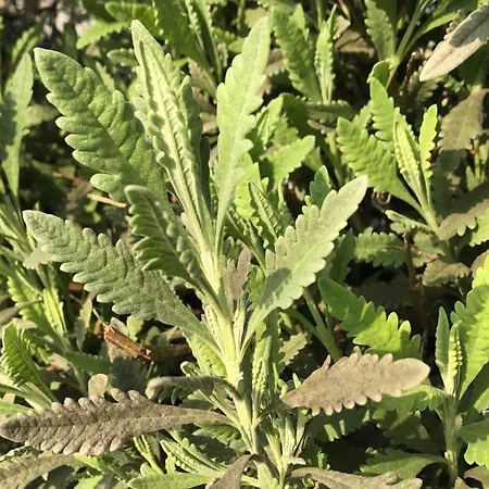 Σπίτι διακοπών Good Sucess - Bom Sucesso *