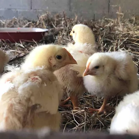 Σπίτι διακοπών Good Sucess - Bom Sucesso