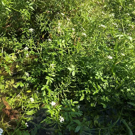 Good Sucess - Bom Sucesso Σπίτι διακοπών