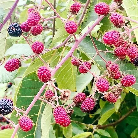 Σπίτι διακοπών Good Sucess - Bom Sucesso *