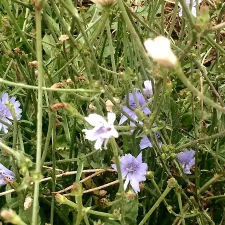 Good Sucess - Bom Sucesso Σπίτι διακοπών *