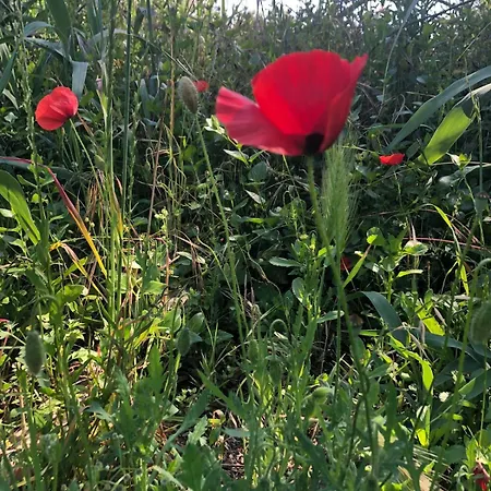 Good Sucess - Bom Sucesso *