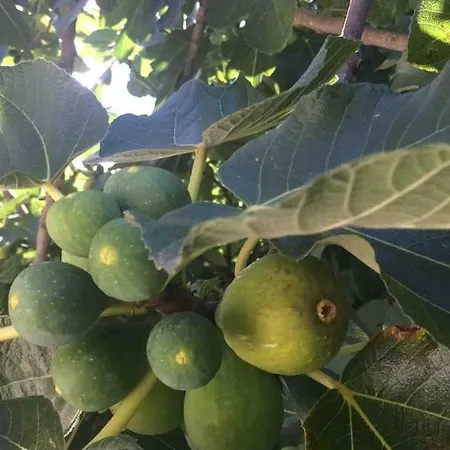 Good Sucess - Bom Sucesso *