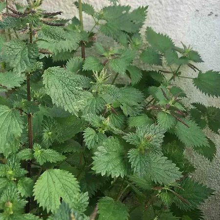 Good Sucess - Bom Sucesso * Soure