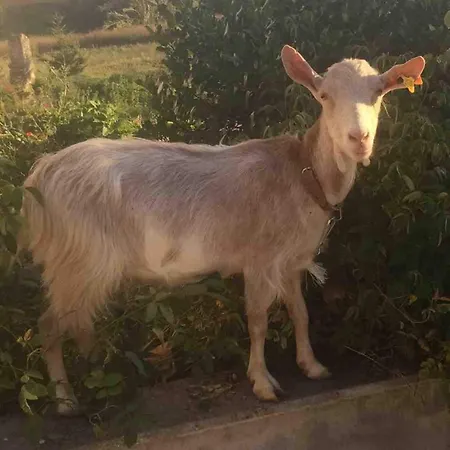 Good Sucess - Bom Sucesso *