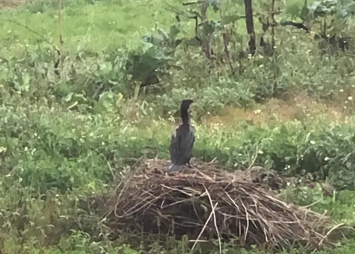 Vakantiehuis Good Sucess - Bom Sucesso *