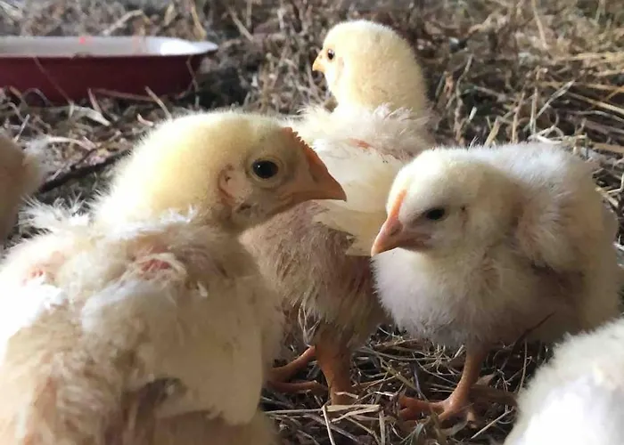 Vakantiehuis Good Sucess - Bom Sucesso