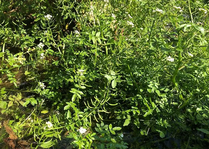 Good Sucess - Bom Sucesso Vakantiehuis