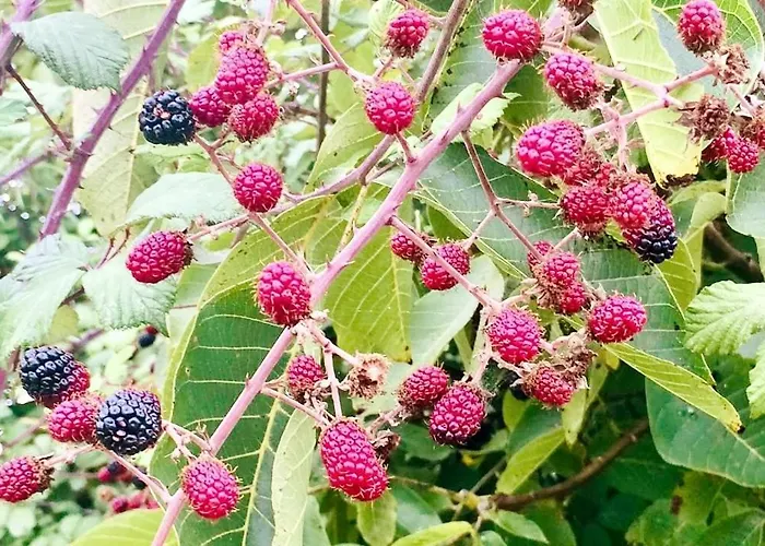 Vakantiehuis Good Sucess - Bom Sucesso *