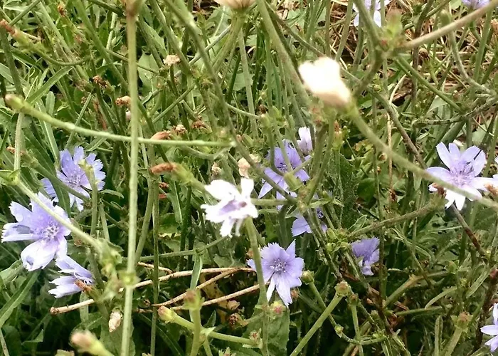 Good Sucess - Bom Sucesso Vakantiehuis *