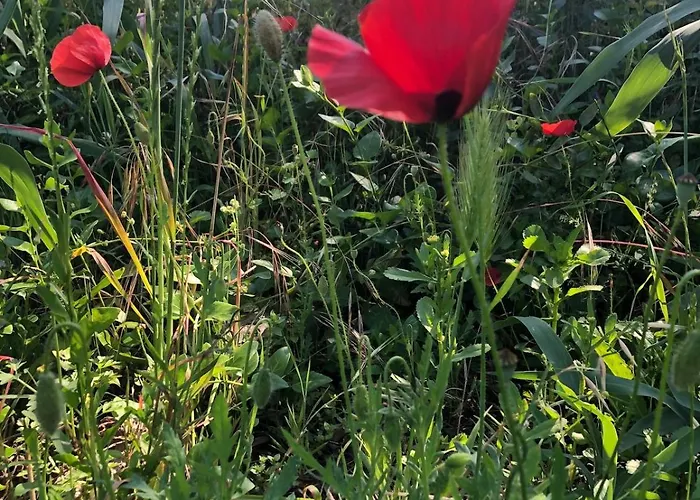 Good Sucess - Bom Sucesso *