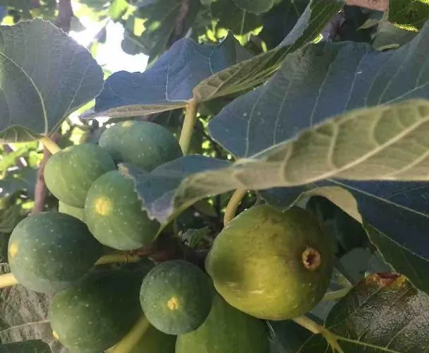 Good Sucess - Bom Sucesso *