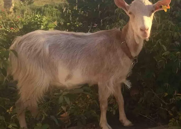 Good Sucess - Bom Sucesso *