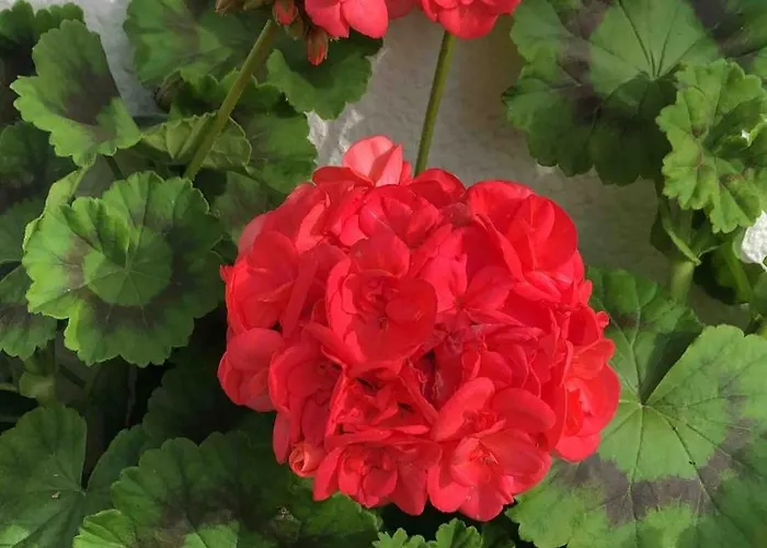 Good Sucess - Bom Sucesso Vakantiehuis