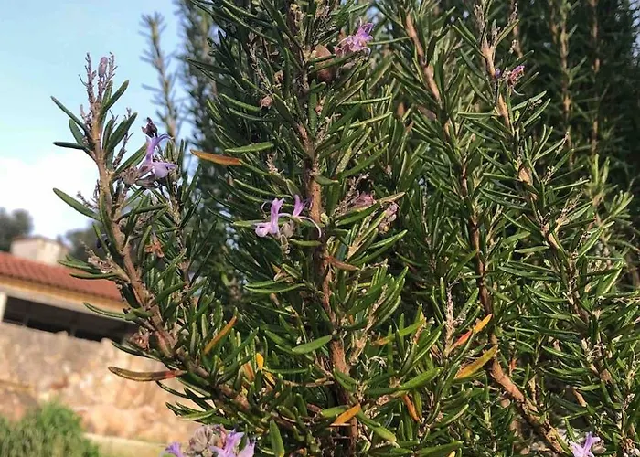 Good Sucess - Bom Sucesso Vakantiehuis *